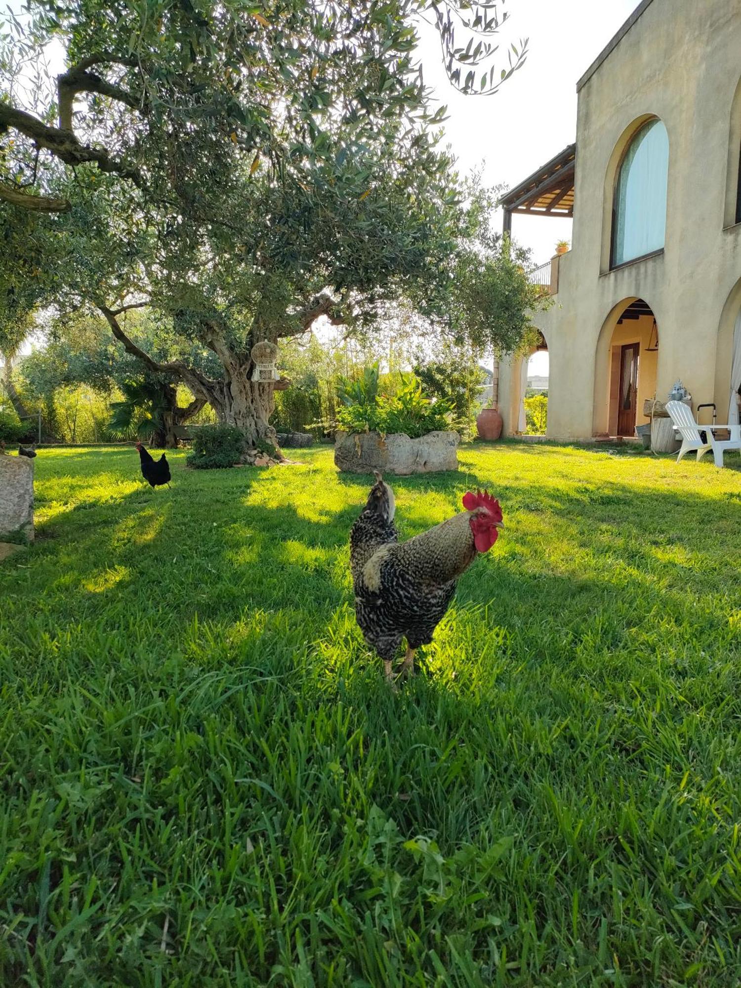 Bed and Breakfast La Finestra Sul Limone Castelvetrano Exterior foto